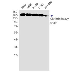 Clathrin Heavy Chain 1/CHC17 Antibody (S02-6C4), Novus Biologicals 50 &mu;g;