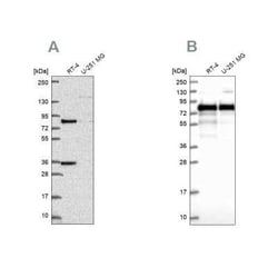 Clathrin interactor 1 Antibody, Novus Biologicals:Antibodies:Primary Antibodies