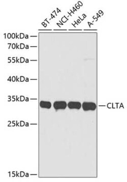 Clathrin light chain Antibody - BSA Free, Novus Biologicals 0.1 mL, Unconjugated:Antibodies,