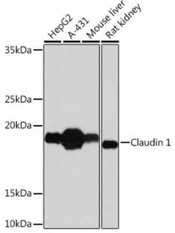 Claudin-1 Rabbit anti-Human, Mouse, Rat, Clone: 4L4Q2, Novus Biologicals 100 &mu;g | Buy Online | Novus Biologicals | Fisher Scientific