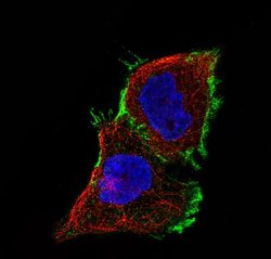 Claudin-1 Antibody (CL3698), Novus Biologicals 100&mu;L:Antibodies, Monoclonal