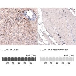 Claudin-1 Antibody (CL3698), Novus Biologicals 100&mu;L:Antibodies, Monoclonal