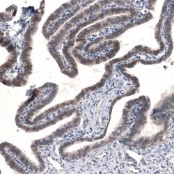 Claudin-1 Antibody (CL3698), Novus Biologicals 100&mu;L:Antibodies, Monoclonal