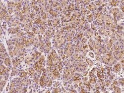 Claudin 10 Antibody, Novus Biologicals 50 &mu;g; Unconjugated:Antibodies,