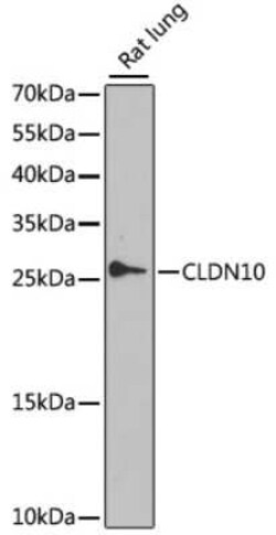 Claudin 10 Antibody - BSA Free, Novus Biologicals 0.02 mL, Unconjugated:Antibodies,