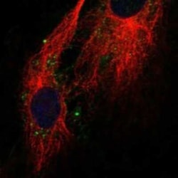 Claudin-11 Rabbit anti-Human, Polyclonal, Novus Biologicals 100 &mu;g;