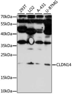 Claudin-14 Antibody - Azide and BSA Free, Novus Biologicals 0.02 mL, Unconjugated:Antibodies,