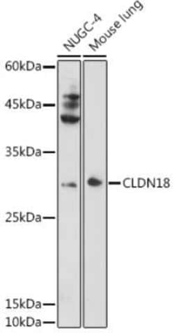 Claudin-18 Antibody - Azide and BSA Free, Novus Biologicals 0.1 mL, Unconjugated:Anticuerpos