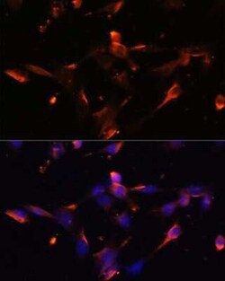Claudin-5 Antibody - Azide and BSA Free, Novus Biologicals 0.02 mL, Unconjugated:Antibodies,