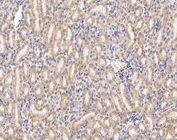 Claudin-6 Antibody, Novus Biologicals:Antibodies:Primary Antibodies