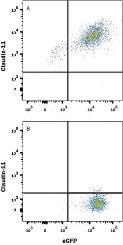Human Claudin-11 Antibody, R D Systems 100 &mu;g; Unconjugated:Antibodies,