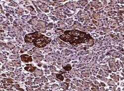 Clusterin/APOJ Rabbit anti-Human, Clone: 210, Novus Biologicals 50 &mu;g;