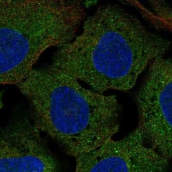 Clusterin-like 1/CLUL1 Antibody, Novus Biologicals:Antibodies:Primary Antibodies