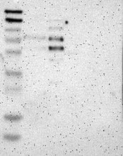 CoREST3/RCOR3 Rabbit anti-Human, Polyclonal, Novus Biologicals:Antibodies:Primary