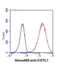 Coactosin-like Protein 1/CotL1 Antibody (1D6) - BSA Free, Novus Biologicals:Antibodies:Primary