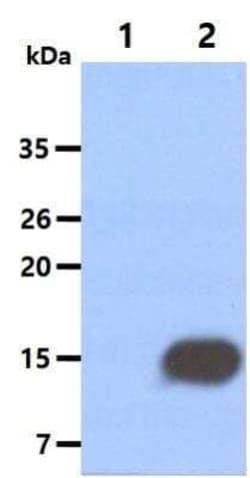 Coactosin-like Protein 1/CotL1 Antibody (1D6) - BSA Free, Novus Biologicals:Antibodies:Primary