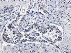 Coagulation Factor III/Tissue Factor Rabbit anti-Human, Mouse, Rat, Clone: