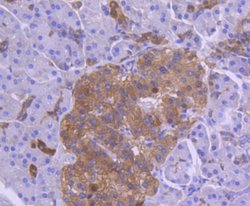 Coagulation Factor III/Tissue Factor Antibody (SN20-16), Novus Biologicals:Antibodies:Primary