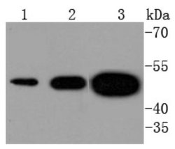Coagulation Factor III/Tissue Factor Antibody (SN20-16), Novus Biologicals:Antibodies:Primary