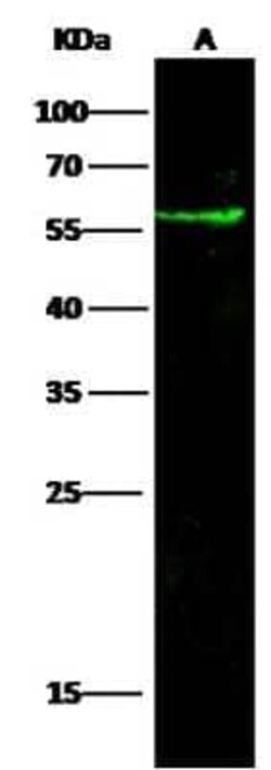 Coagulation Factor III/Tissue Factor Rabbit anti-Mouse, Clone: 34, Novus