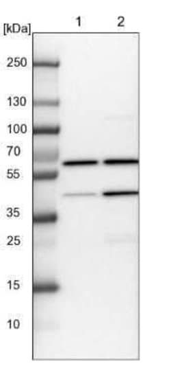 Coatomer Subunit Delta Antibody, Novus Biologicals:Antibodies:Primary Antibodies