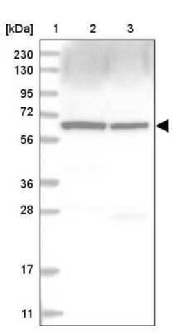 Coatomer Subunit Delta Antibody, Novus Biologicals:Antibodies:Primary Antibodies