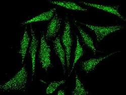 Cofilin 2 Antibody, Novus Biologicals:Antibodies:Primary Antibodies