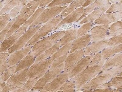 Cofilin 2 Antibody, Novus Biologicals:Antibodies:Primary Antibodies