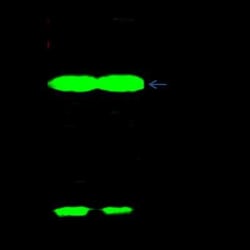 Cofilin 2 Antibody, Novus Biologicals:Antibodies:Primary Antibodies