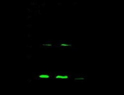 Cofilin 2 Antibody, Novus Biologicals:Antibodies:Primary Antibodies
