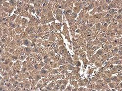 Cofilin Antibody (GT217), Novus Biologicals 100 &mu;g; Unconjugated:Antibodies,