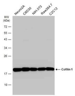 Cofilin Antibody (GT217), Novus Biologicals 100 &mu;g; Unconjugated:Antibodies,