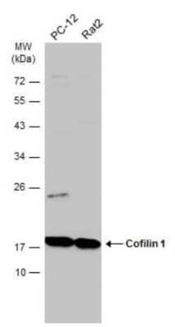 Cofilin Antibody (GT217), Novus Biologicals 100 &mu;g; Unconjugated:Antibodies,