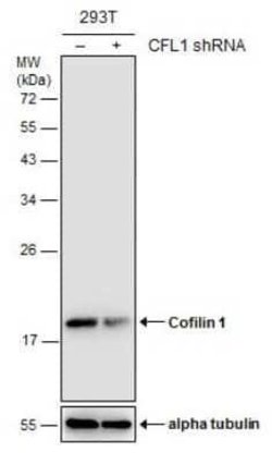 Cofilin Antibody (GT217), Novus Biologicals 100 &mu;g; Unconjugated:Antibodies,