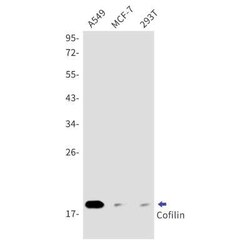 Cofilin Rabbit anti-Human, Mouse, Rat, Clone: S06-2C0, Novus Biologicals