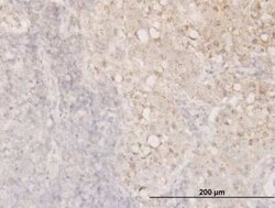 Cofilin Antibody (1A1), Novus Biologicals 0.1 mg | Buy Online | Novus Biologicals | Fisher Scientific