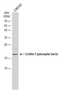 Cofilin, p Ser3 Antibody, Novus Biologicals 100 &mu;g; Unconjugated:Antibodies,