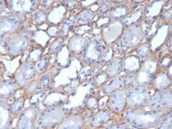 Collagen IV Mouse anti-Human, Rat, Avian, Clone: M3F7, Novus Biologicals:Antibodies:Primary