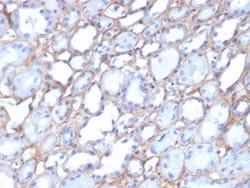 Collagen IV Mouse anti-Human, Rat, Avian, Clone: M3F7, Novus Biologicals:Antibodies:Primary