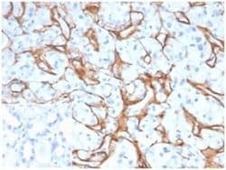 Collagen IV Mouse anti-Human, Rat, Avian, Clone: M3F7, Novus Biologicals:Antibodies:Primary