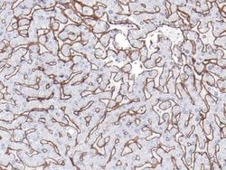 Collagen IV Antibody (IHC549), Novus Biologicals:Antibodies:Primary Antibodies