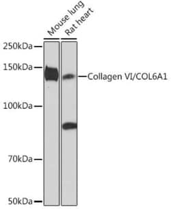 Collagen VI alpha 1 Rabbit anti-Human, Mouse, Rat, Clone: 7J1P4, Novus