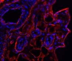 Collagen VI alpha 1 Antibody, Novus Biologicals 0.025mg; Unlabeled:Antibodies,