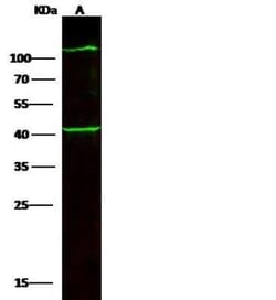 Collagen VI alpha 3 Antibody, Novus Biologicals:Antibodies:Primary Antibodies