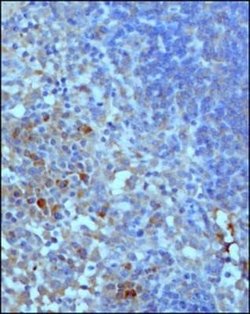 Complement C3 Antibody (11H9) - Azide and BSA Free, Novus Biologicals 0.1 mL | Buy Online | Novus Biologicals | Fisher Scientific