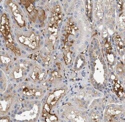 Complement C3 Antibody, Novus Biologicals 25 &mu;L; Unconjugated:Antibodies,