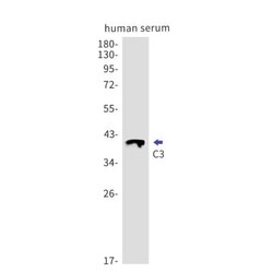 Complement C3 Antibody (S06-2C2), Novus Biologicals 50 &mu;g; Unconjugated:Antibodies,