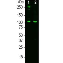Complement C3a Mouse anti-Human, Clone: 2B5, Novus Biologicals 50 &mu;g;