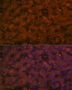 Complement C4a Rabbit anti-Human, Clone: 4C3F2, Novus Biologicals 100 &mu;g;