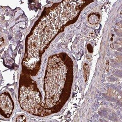 Complement C4a Antibody, Novus Biologicals:Antibodies:Primary Antibodies